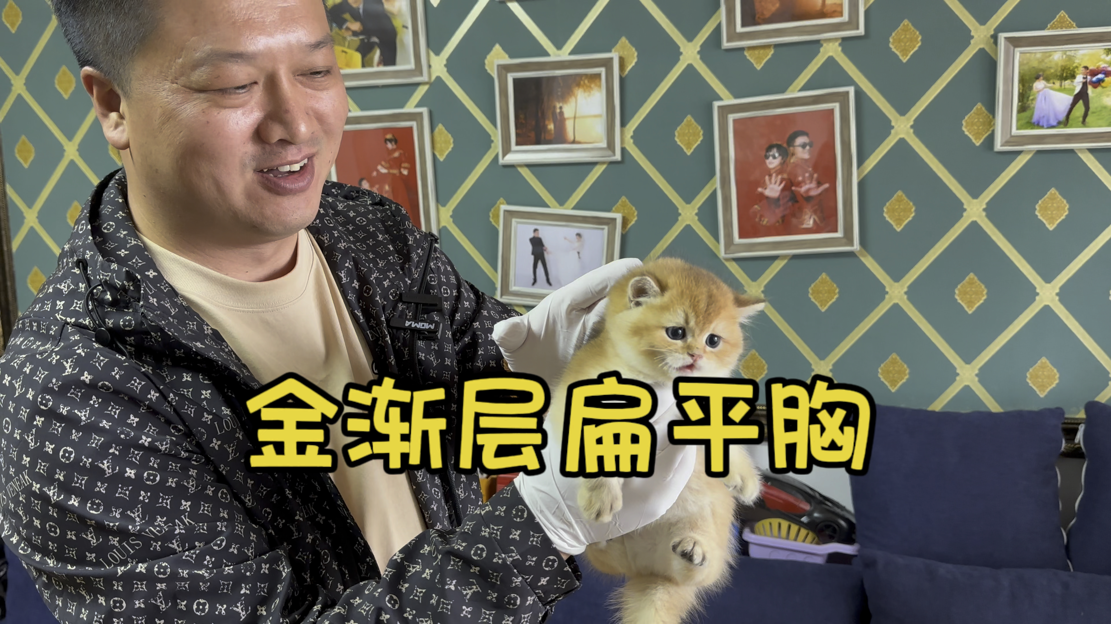 金渐层猫可惜了是扁平胸!