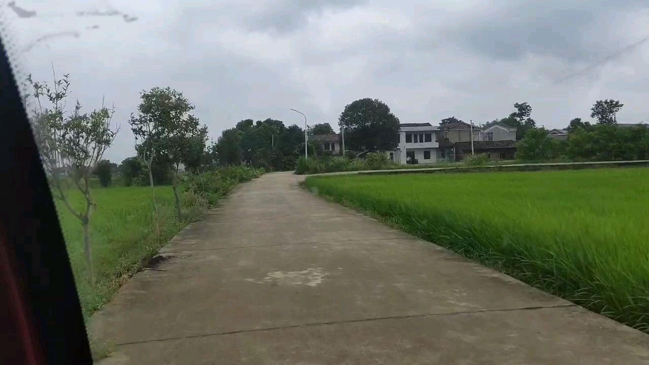 自己种的油菜籽现榨现吃