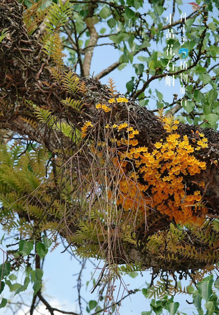 小黄花石斛dendrobium jenkinsii ,又叫小龟背石斛,仿佛树干上长出了