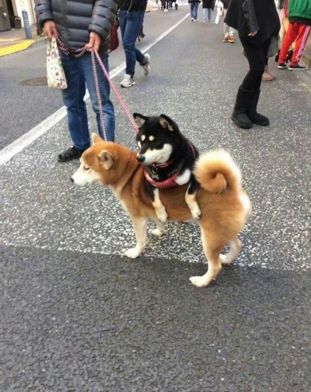 黑柴:"我累了,让我怕一哈"#生活# #搞笑# #萌宠