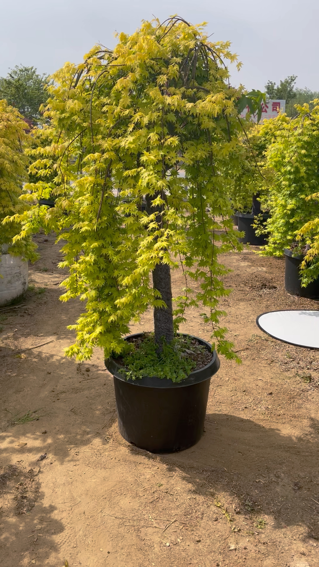 推荐一款庭院拉风新品种枫树品种"流泉枫"