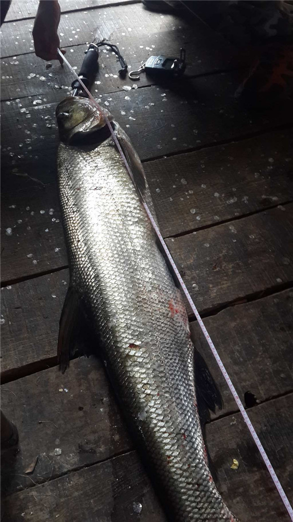 四川三岔湖"巨型翘嘴鱼"被钓起,当地人:害鱼,专吃鱼虾