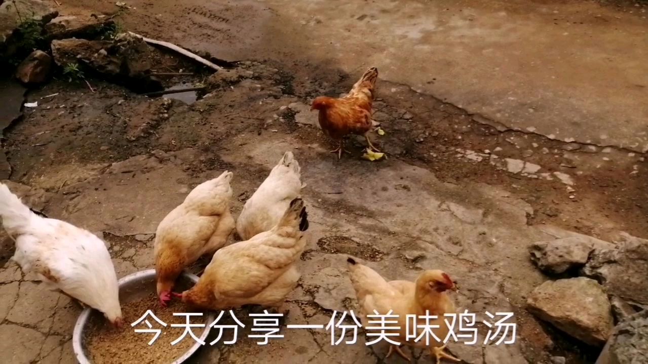 夏天分享美味鸡汤,补气补血汤汁鲜美,最简单的家常做法