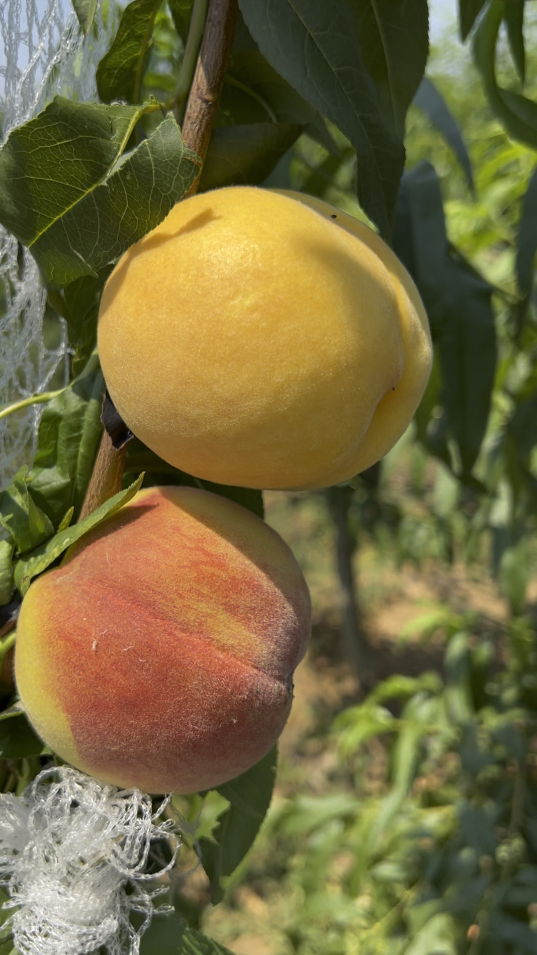 来自韩国的金灿黄桃苗,六月份成熟,丰产之王