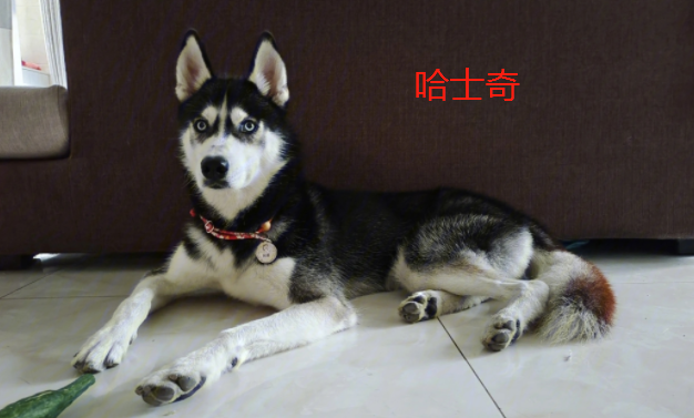 不掉毛的中型犬有什么