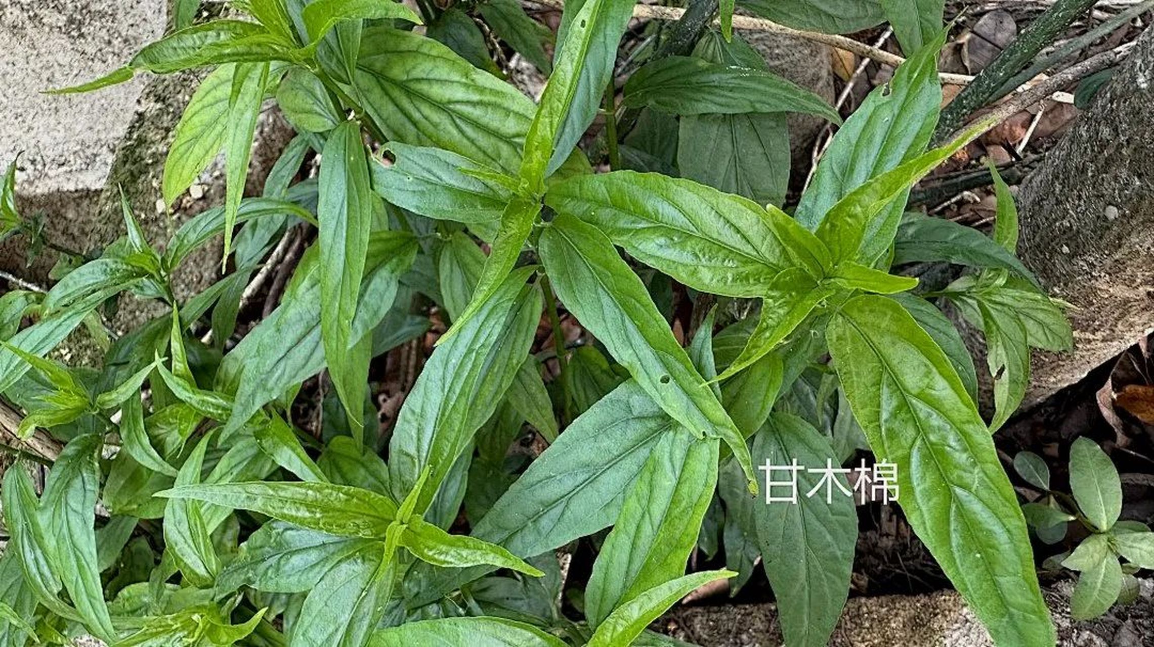 抗癌第一植物图片