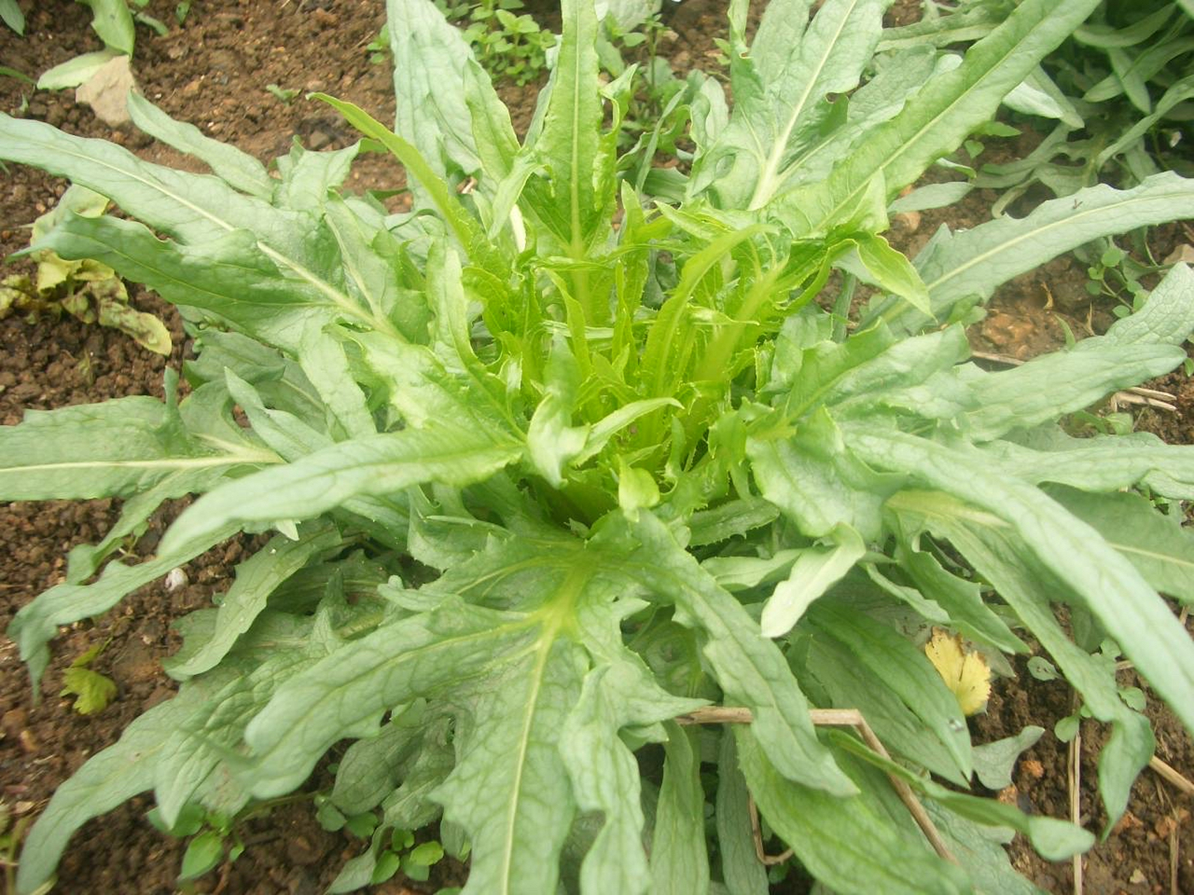 春天到了,马路边长满了这种野菜,是油麦菜吗?能吃吗?什么味道?