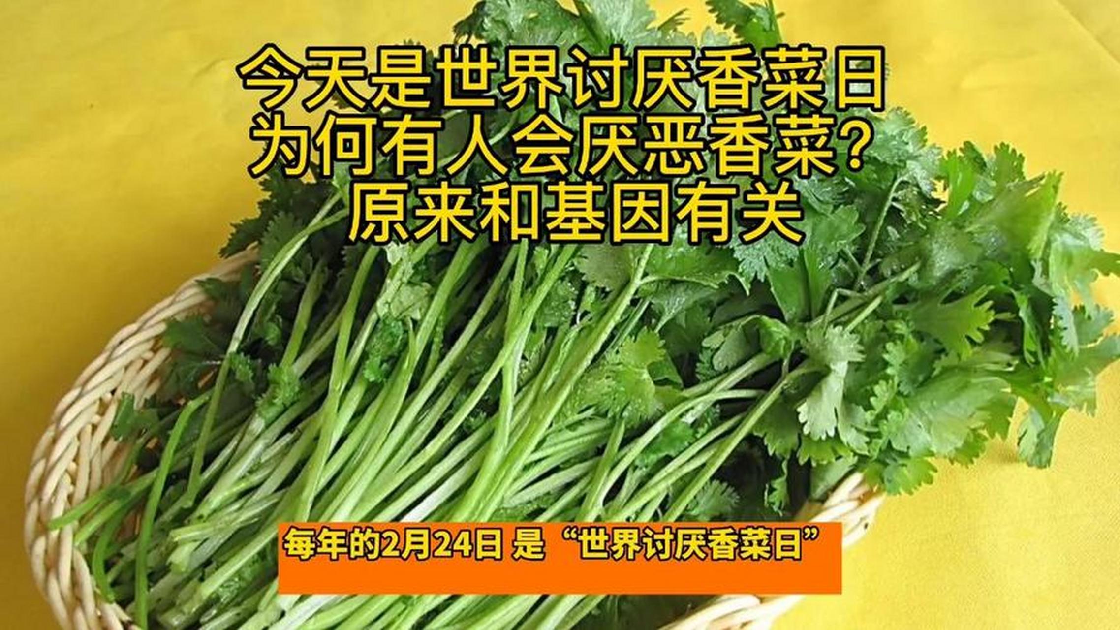 讨厌香菜日图片