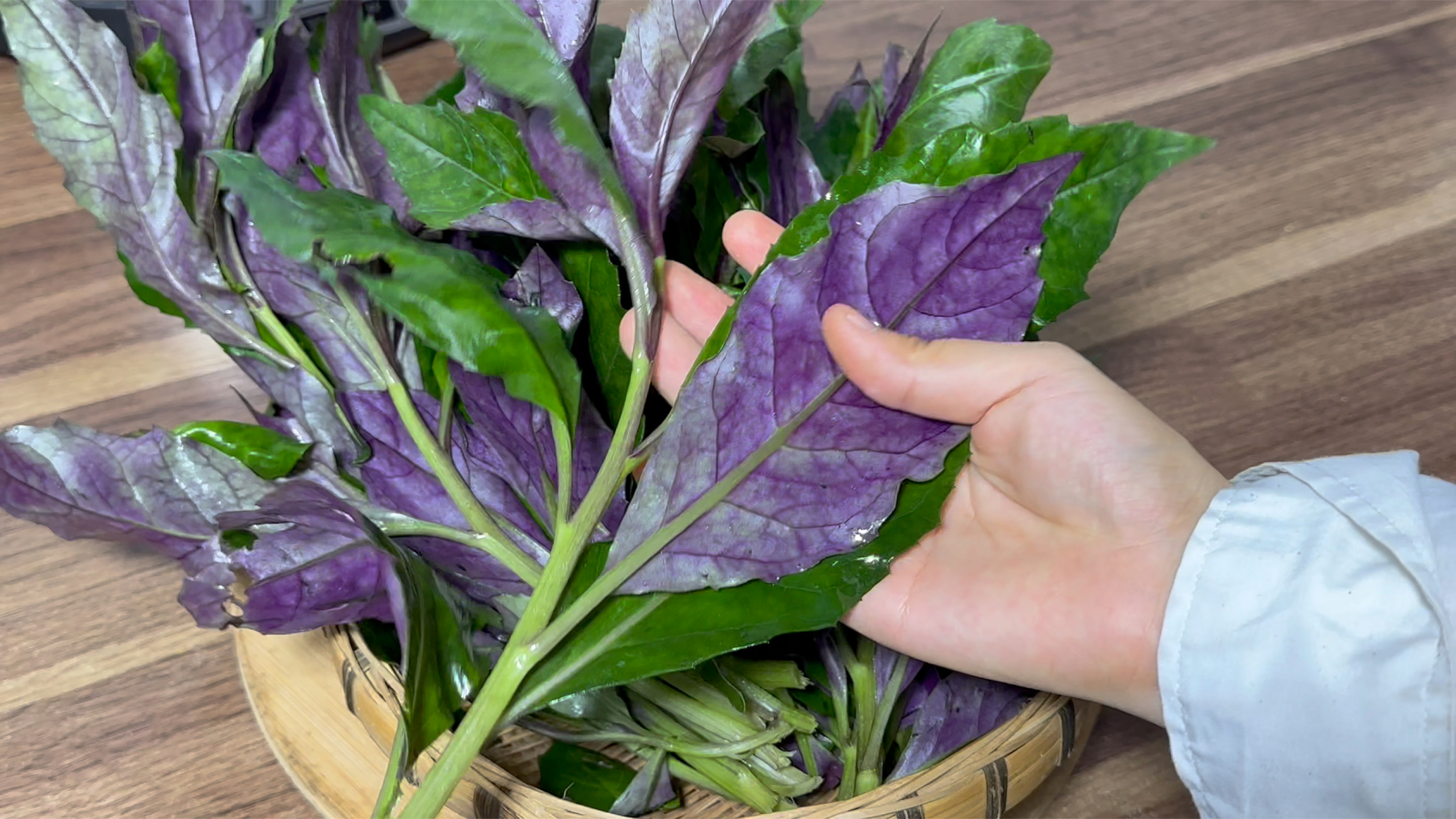 补血还是中毒?野菜的双重身份——凉拌血皮菜