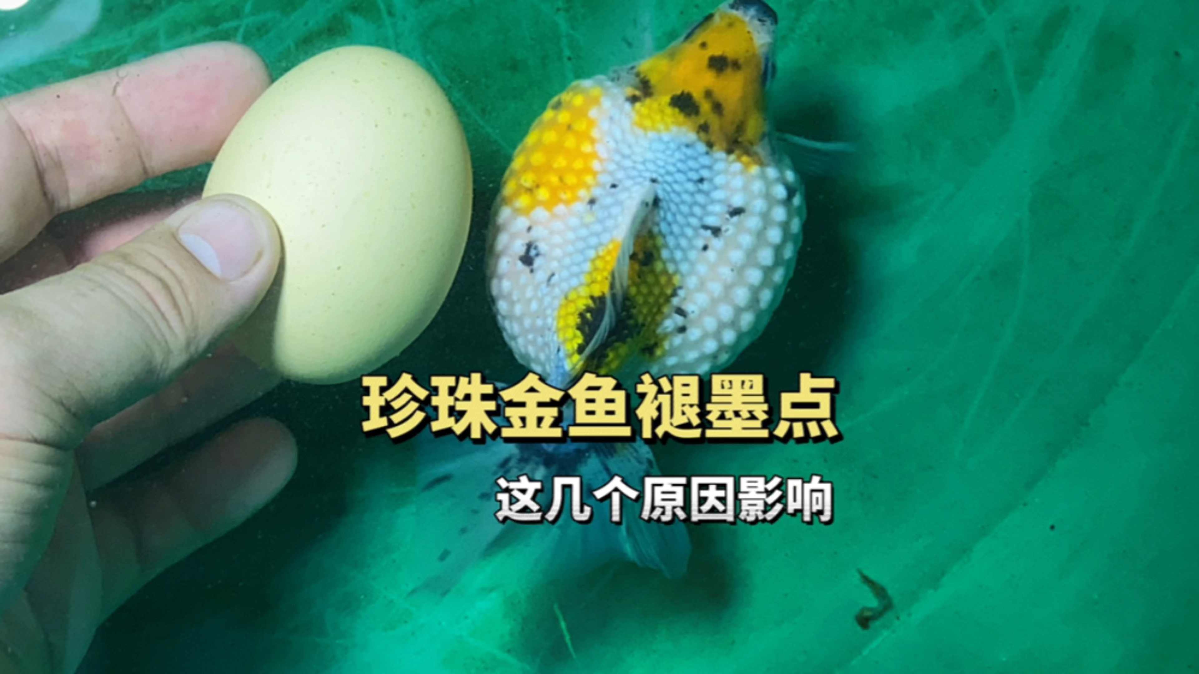 五花珍珠金鱼褪色怎么办?这几个原因你都知道吗