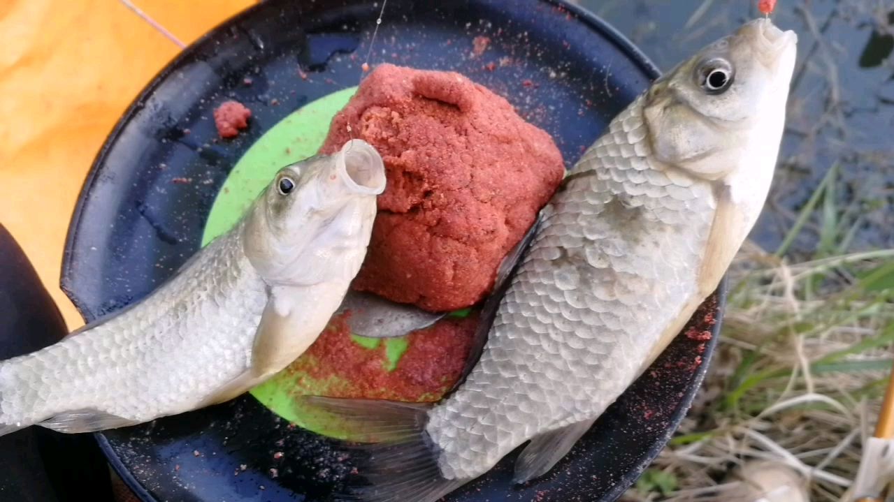 夏季作钓鲫鱼，这样搭配线组和钩子，大小通杀，很实用！