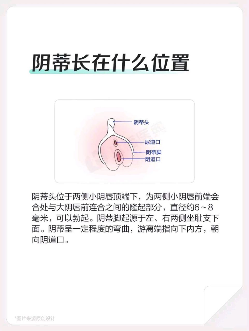 阴蒂在性生活中有十分重要的地位.