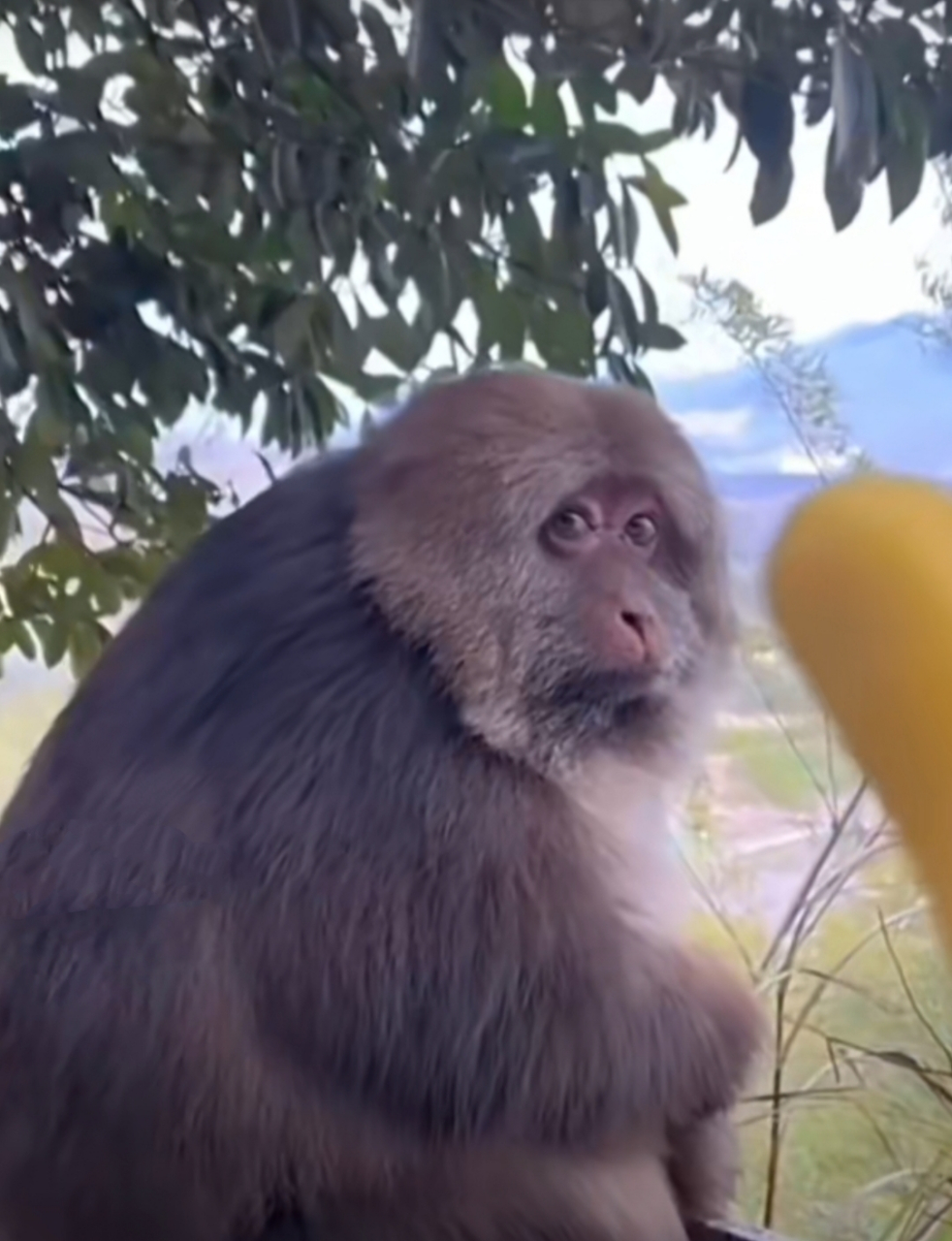 把咬了一口的香蕉送给猴,猴子嫌弃的小表情#趣图搞笑