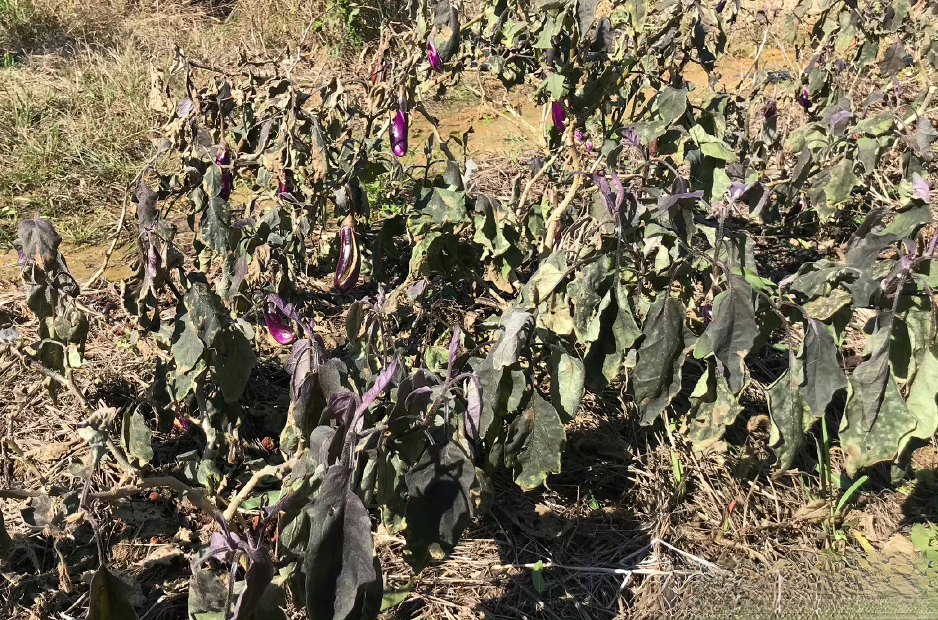 霜打的茄子表情包图片