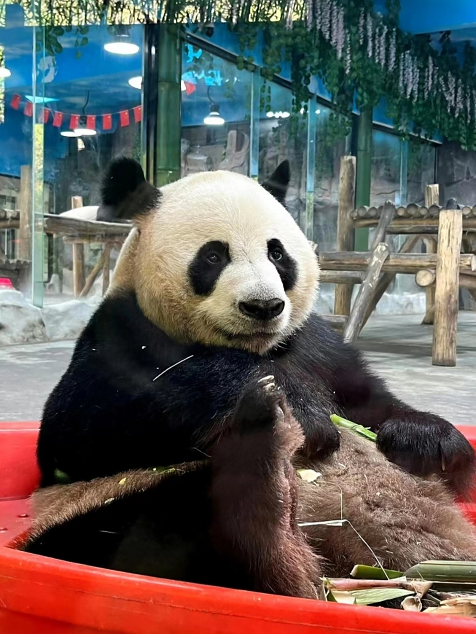 狂野男孩——灵岩[大哈]