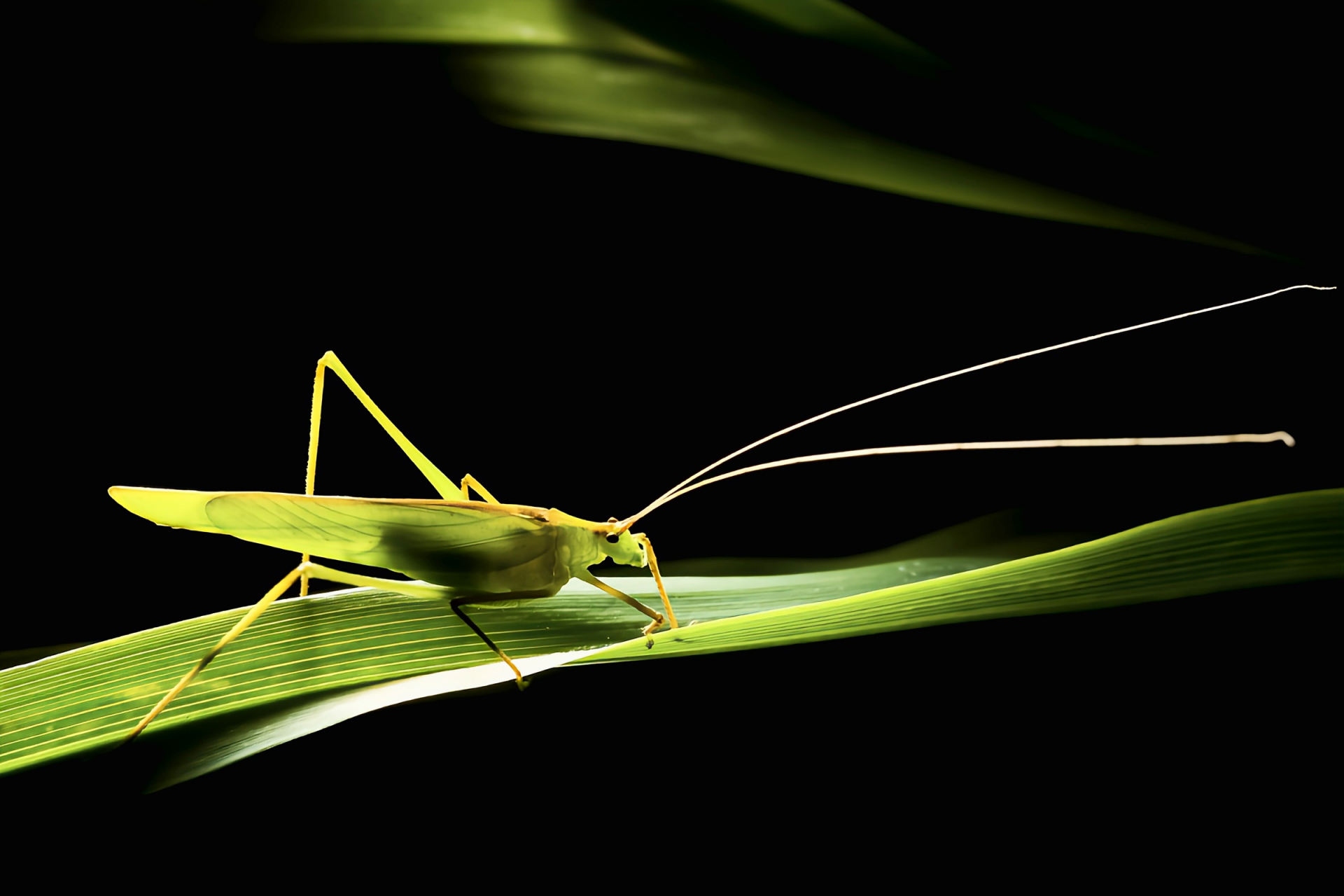 每天认识一种昆虫——露螽 露螽别名日本条螽是直翅目,露螽科昆虫,原