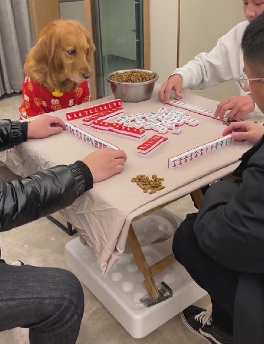 四缺一,狗子来凑