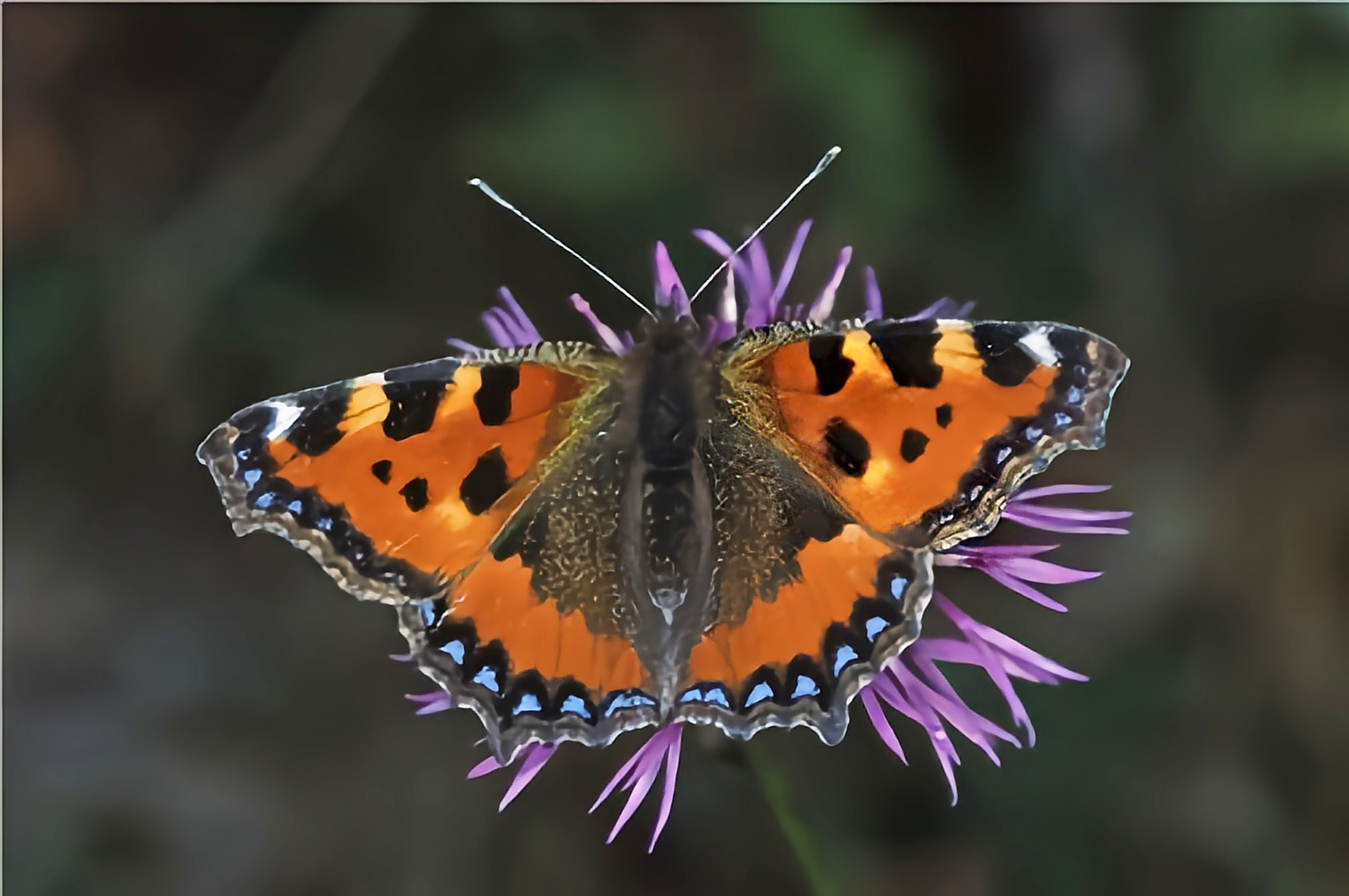 每天认识一种昆虫——荨麻蛱蝶  荨麻蛱蝶别名小樱蝶,翅展3.8-4.