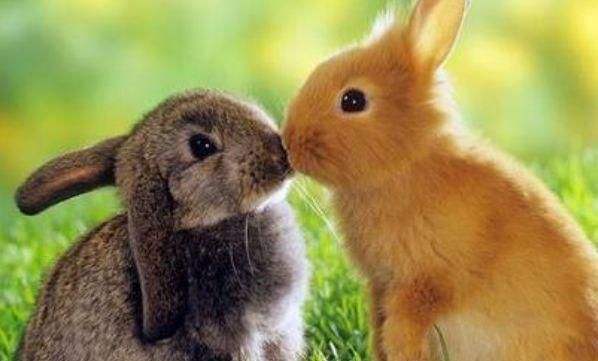 79岁属什么生肖 79岁属什么生肖 美乐运势网