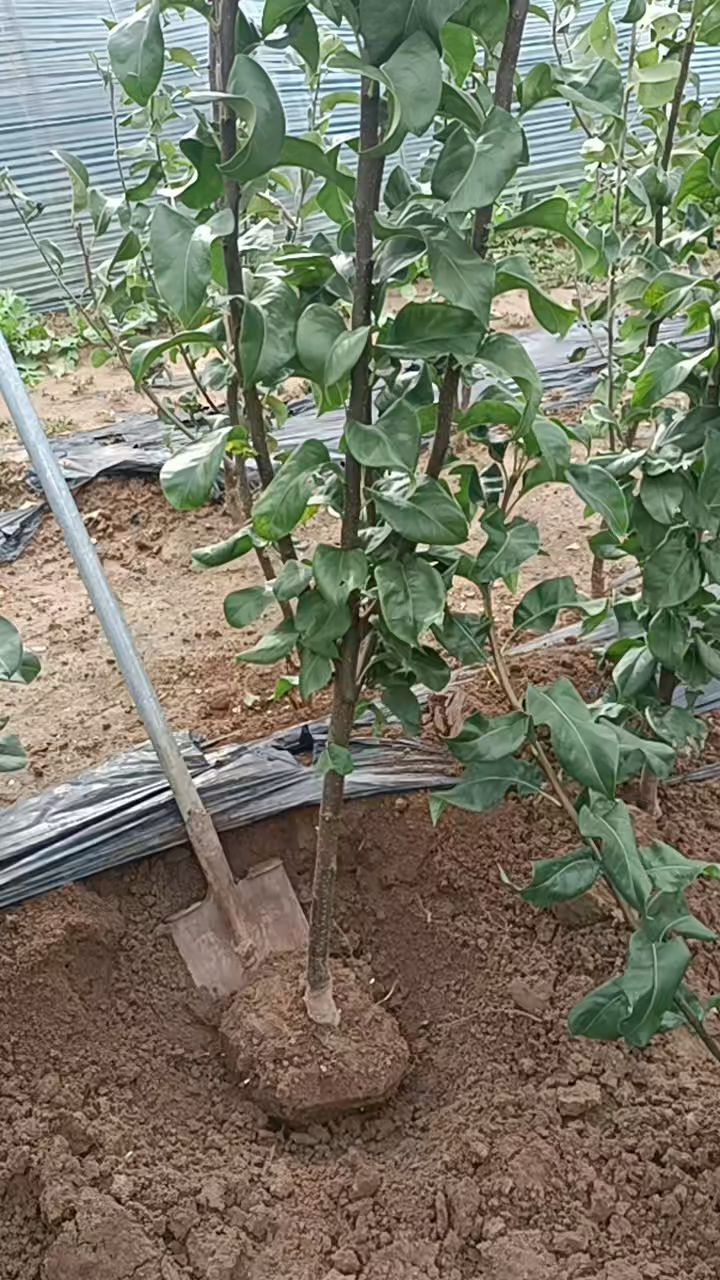 秋月梨苗,九月份以后,单果一斤,汁水多,口感纯甜,适合南北方种植