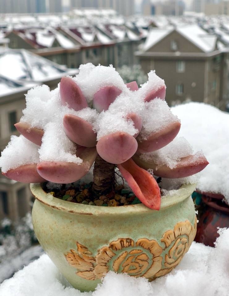 多肉冬天雪地里面"冻一冻",颜色更鲜艳,叶片更"胖乎"
