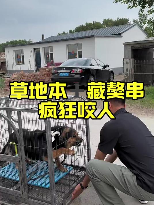 藏獒疯狂咬人事件