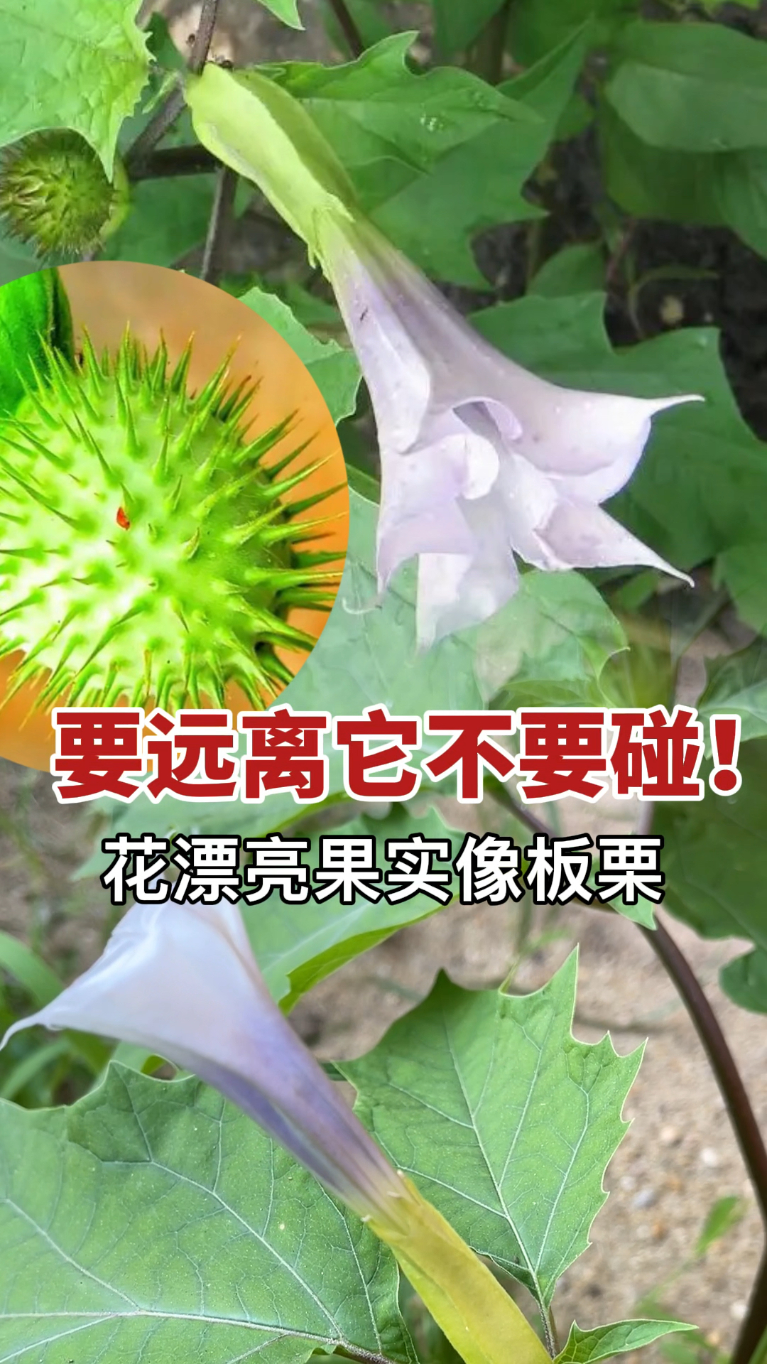 具有神秘色彩的植物曼陀罗它的花漂亮果实像板栗虽然也有价值但也要