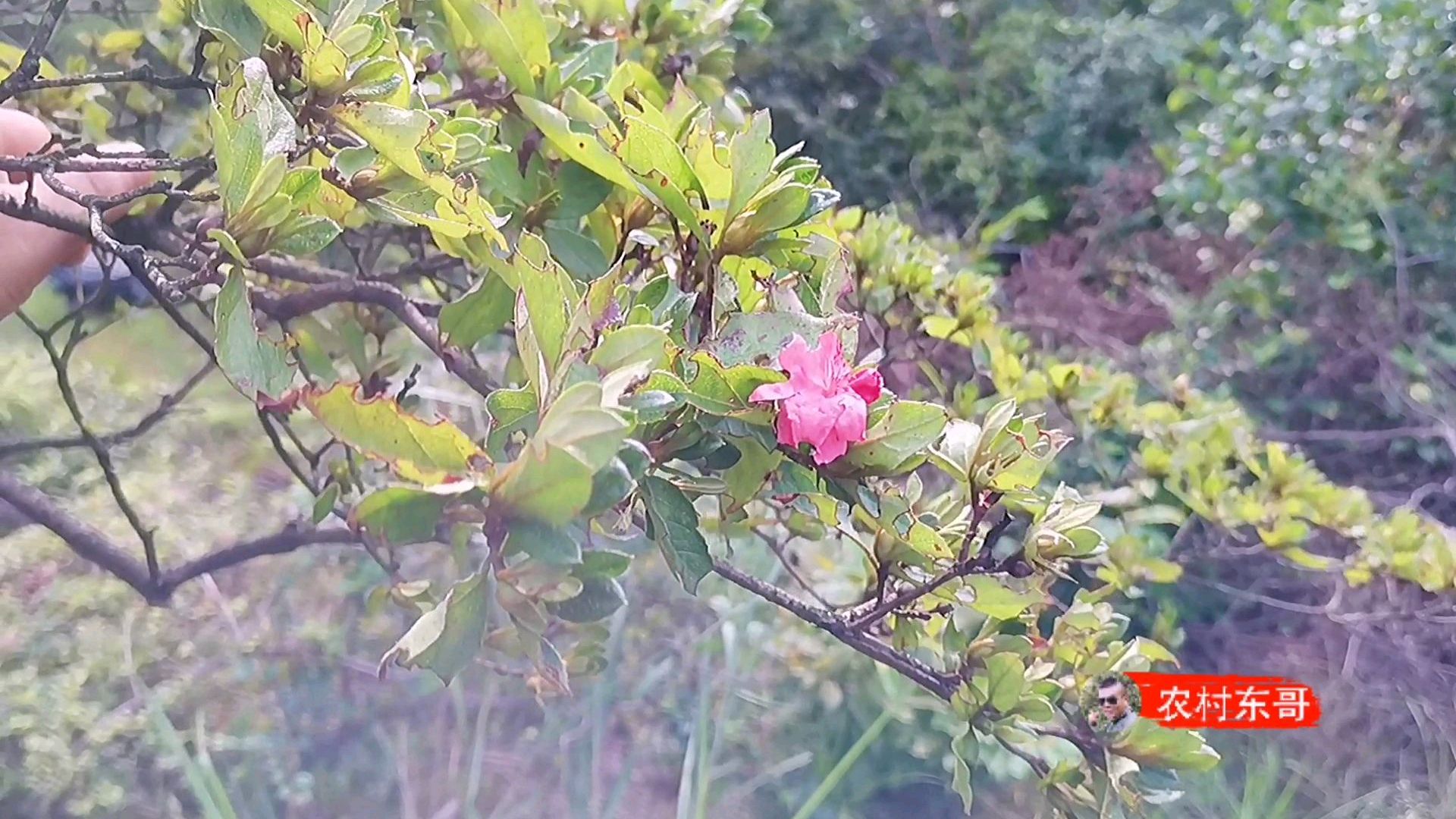 东哥上山欣赏映山红树桩,冷不丁发现开了杜鹃花,难道一年开两次