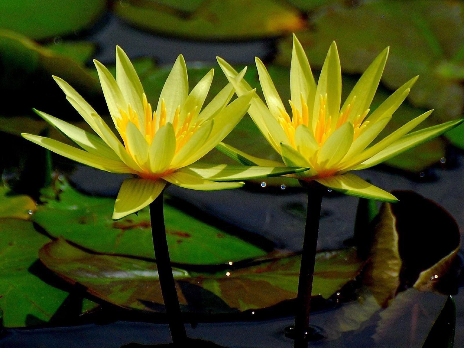 睡莲用什么肥料比较好?