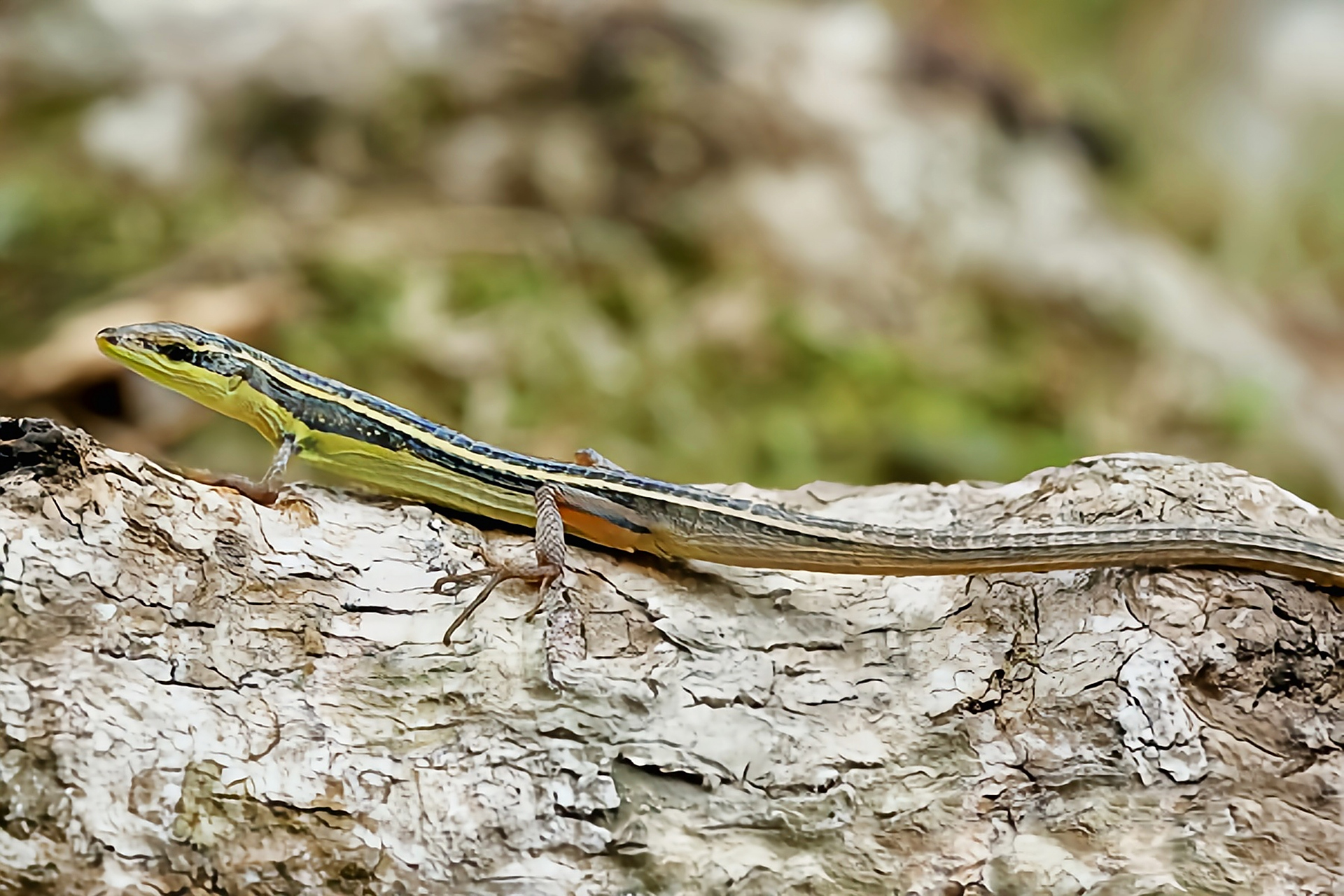 每天认识一种动物——南草蜥 南草蜥分布于我国云南,贵州,湖南,福建