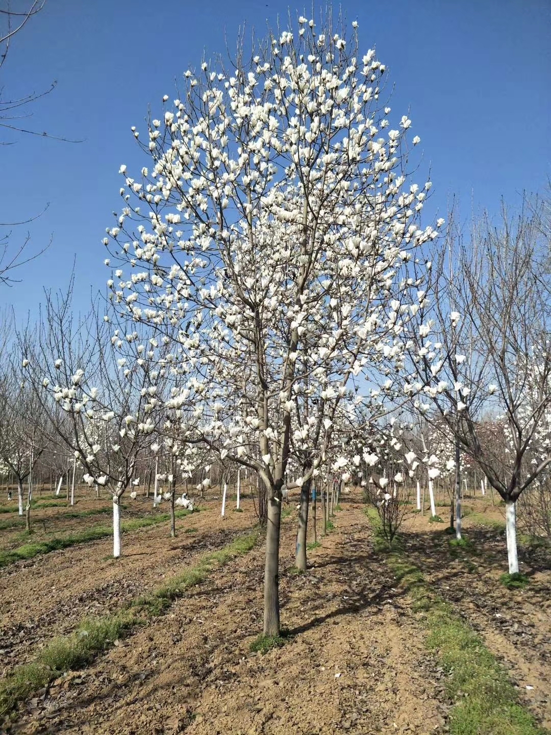 紫玉兰价格—红玉兰价格—白玉兰价格—广玉兰价格—二乔玉兰价格