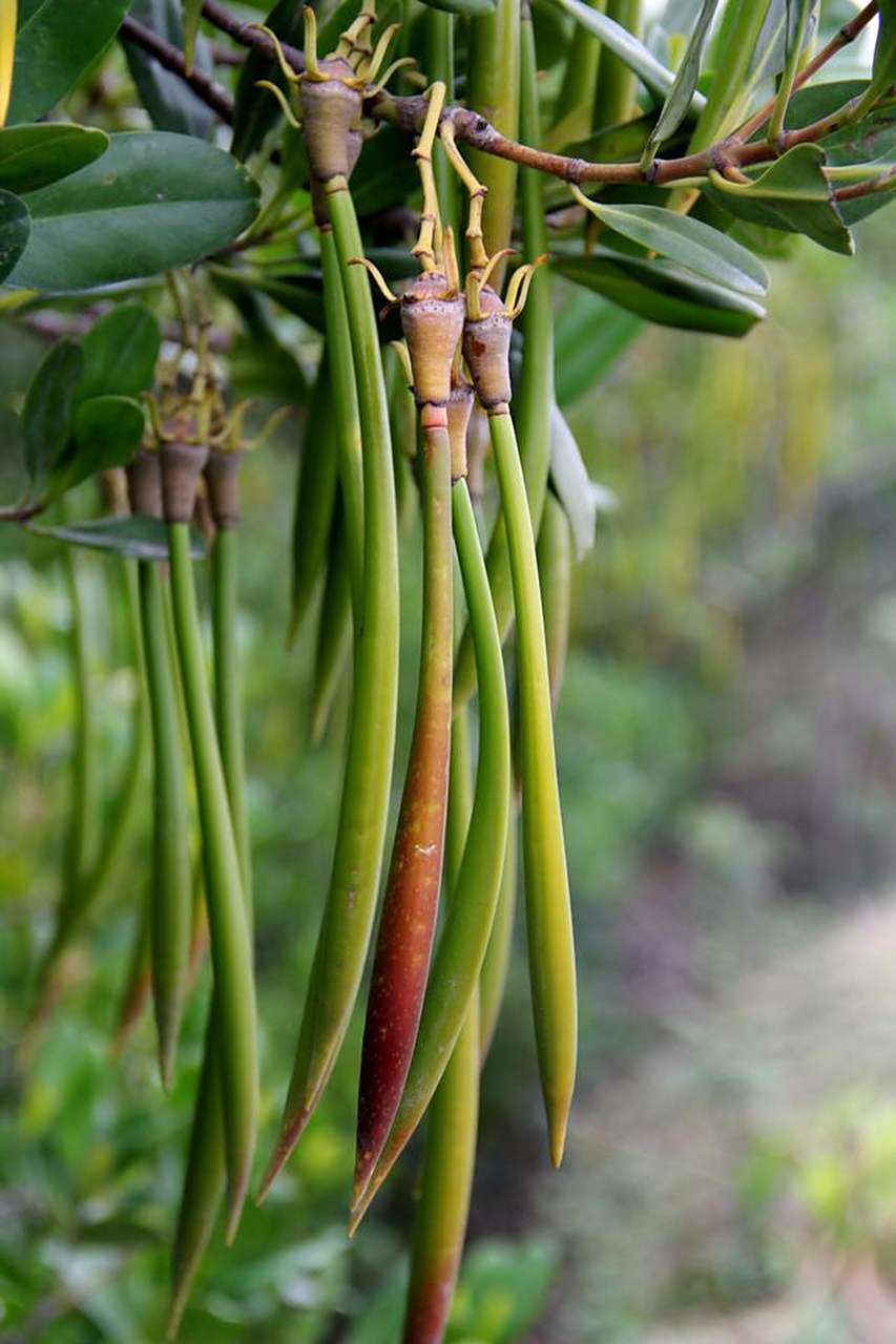 海上卫士——红树林  红树林是由独特的红树植物构成的树林.