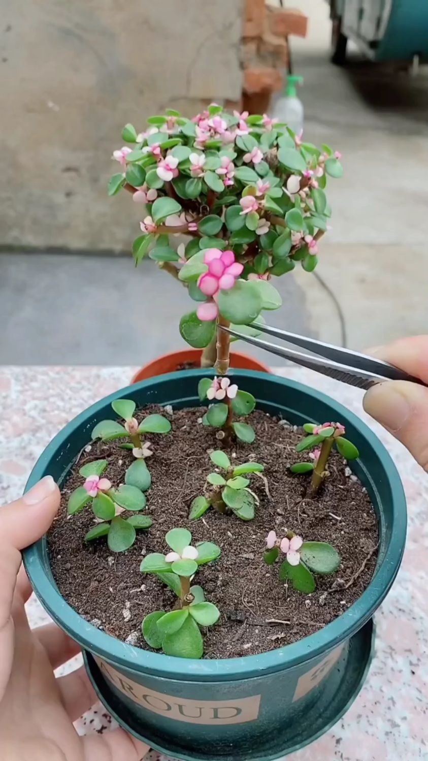 金枝玉叶,扦插最易成活的绿植-度小视