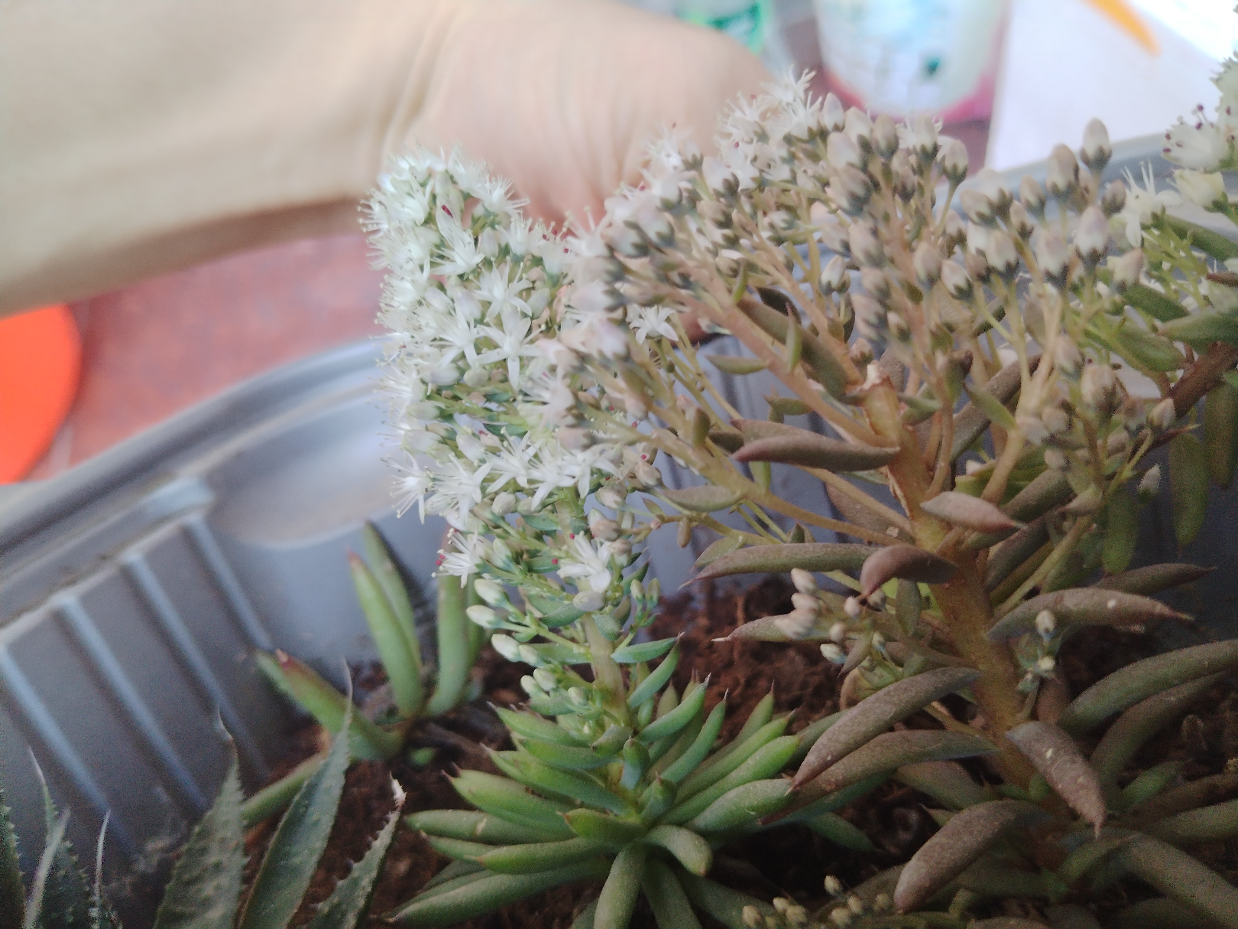 瓦松多肉,2年才开花,一起来欣赏一下吧!