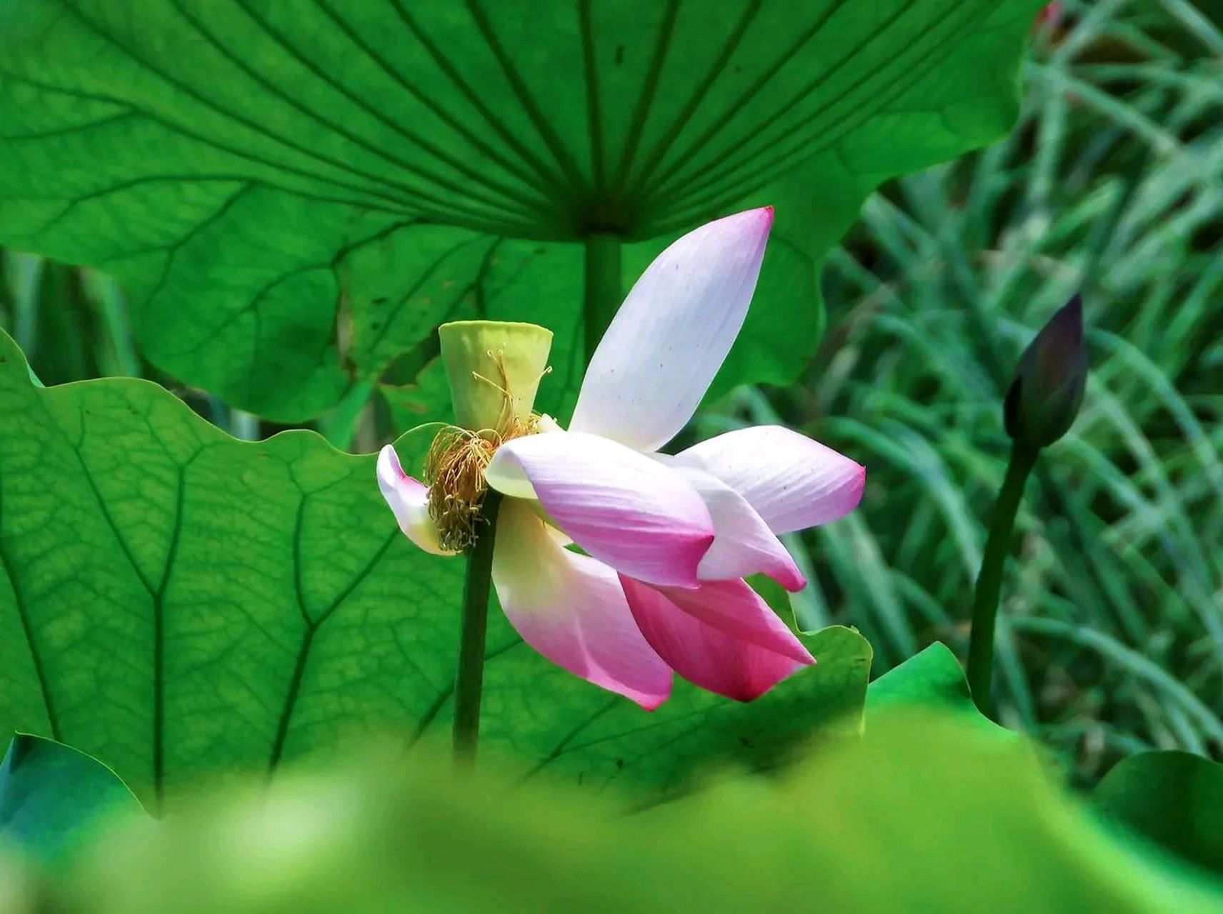 一叶知秋荷花凋谢初秋来临#摄影# #中国美景大赏