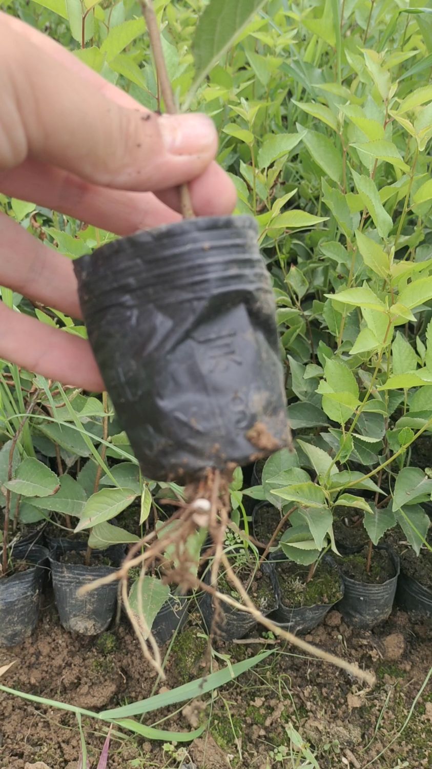吉塞拉砧木苗,营养杯苗!嫁接大樱桃矮化树体,早果,抗病!