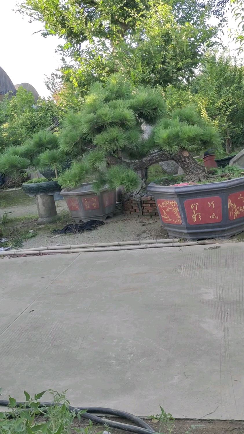 临水型大黑松,这样的黑松适合鱼池摆放