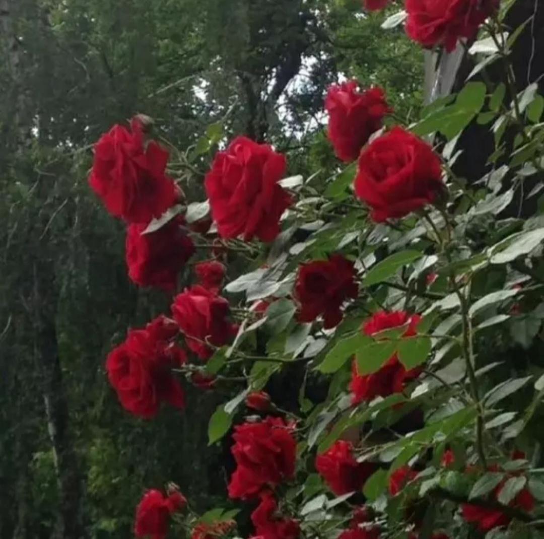 微博发图片怎样去水印