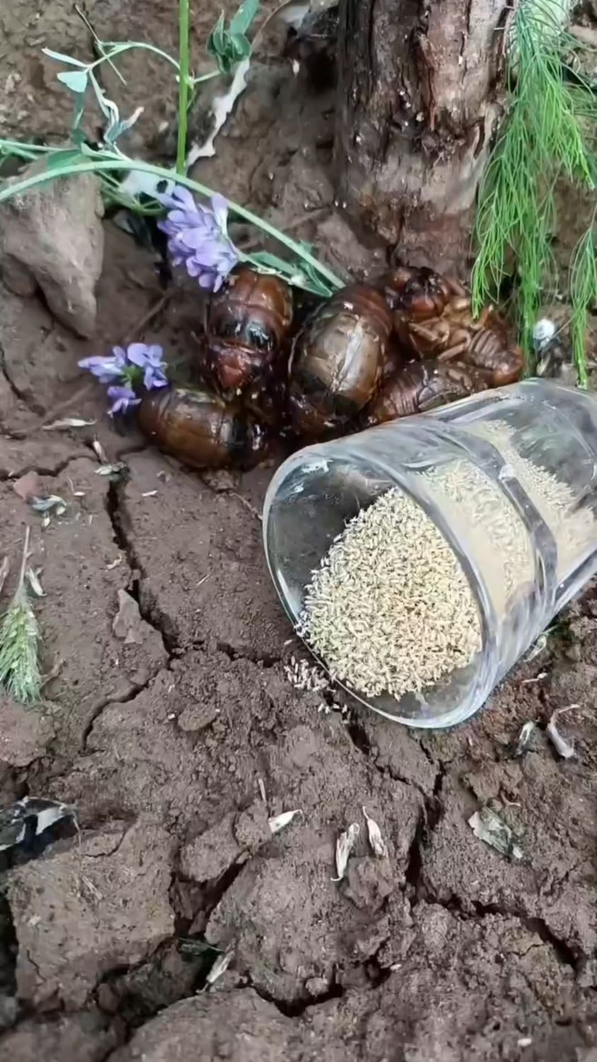 金蝉卵枝, 孵化金蝉枝条,知了猴种子,养殖金蝉苗知了幼虫 金蝉幼苗-度