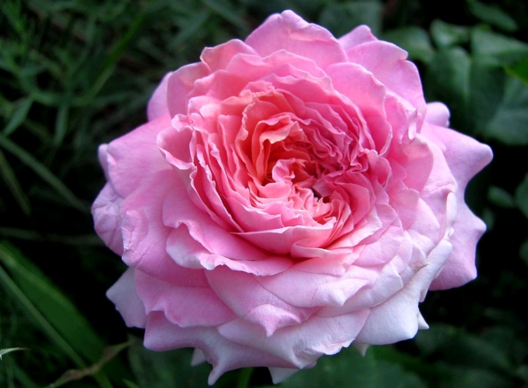 弗洛拉杰特(florajet)