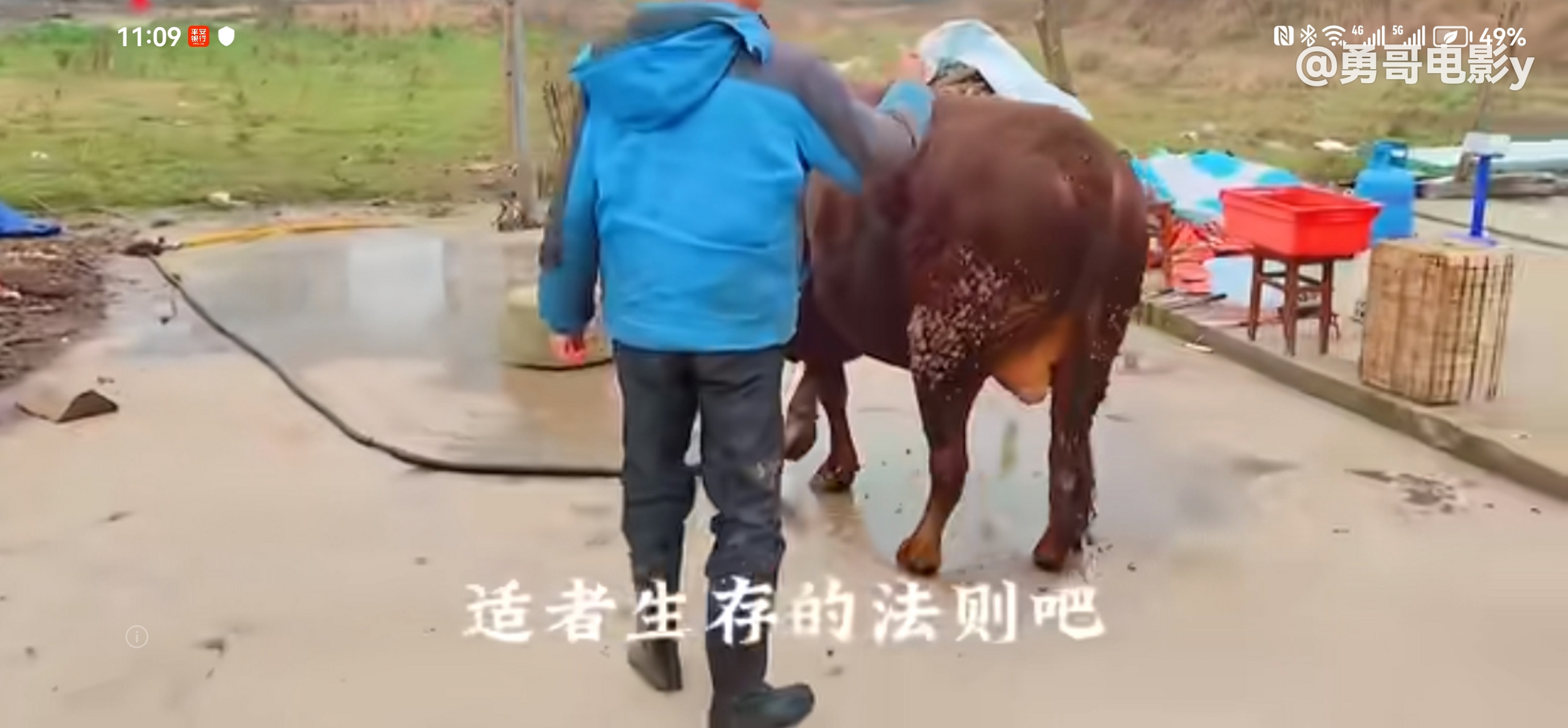 高压电杀牛,您见过吗? 自己家宰杀黄牛,不像杀鸡.