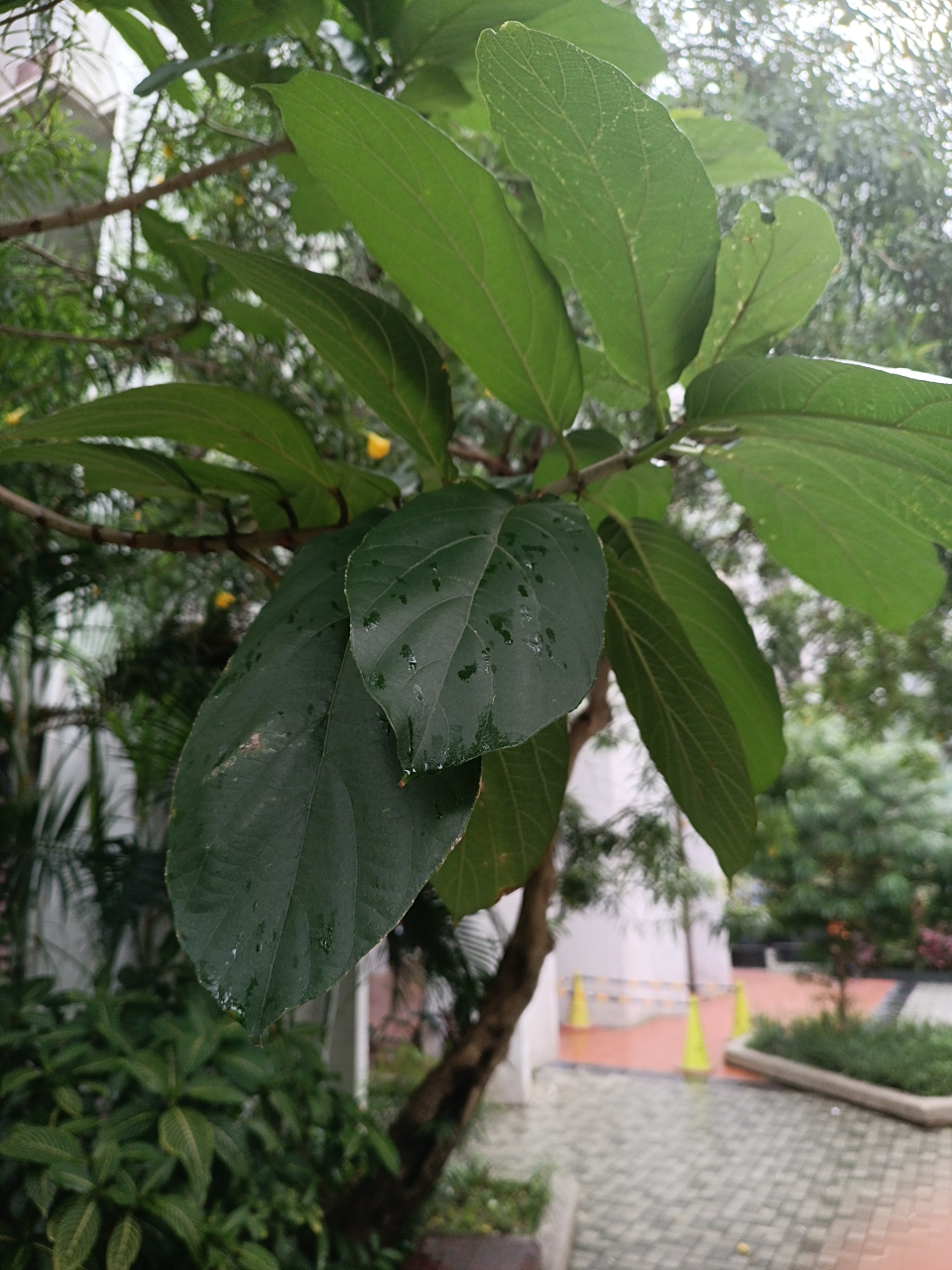 牛奶树  这树上结着疙疙瘩瘩的像无花果一样的果实,但是叶子全然不是