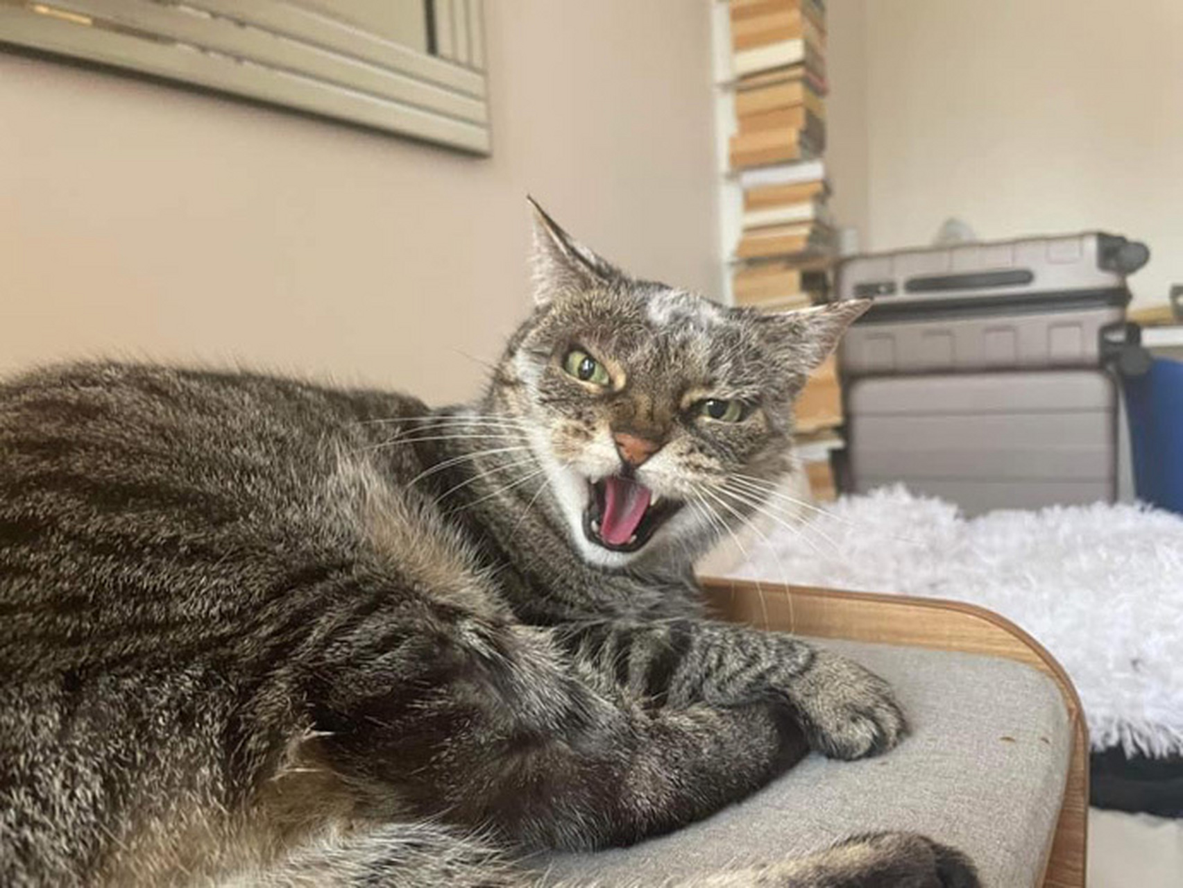 一只天生刀眼的猫咪,不敢惹真的不敢惹![左捂脸]