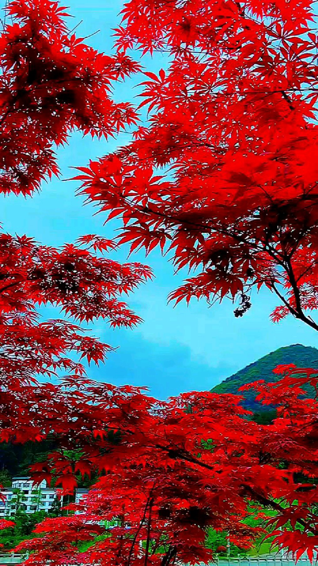 红枫风景树红红火火耐寒耐旱南北方都可以栽植