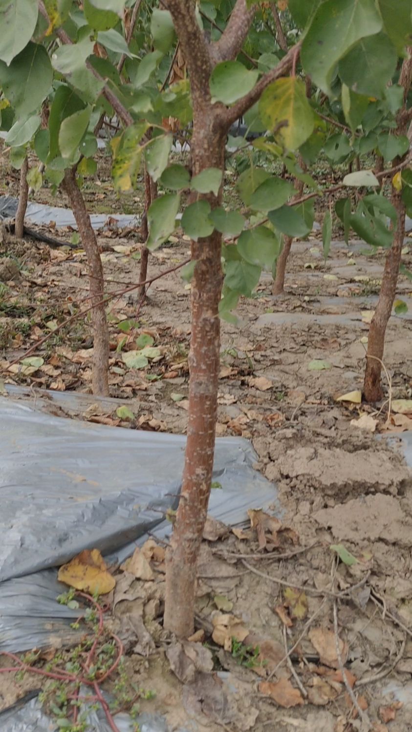 荷兰香蜜杏树苗,粗度3公分,树形饱满,定植次年可以少量挂果!-度小视