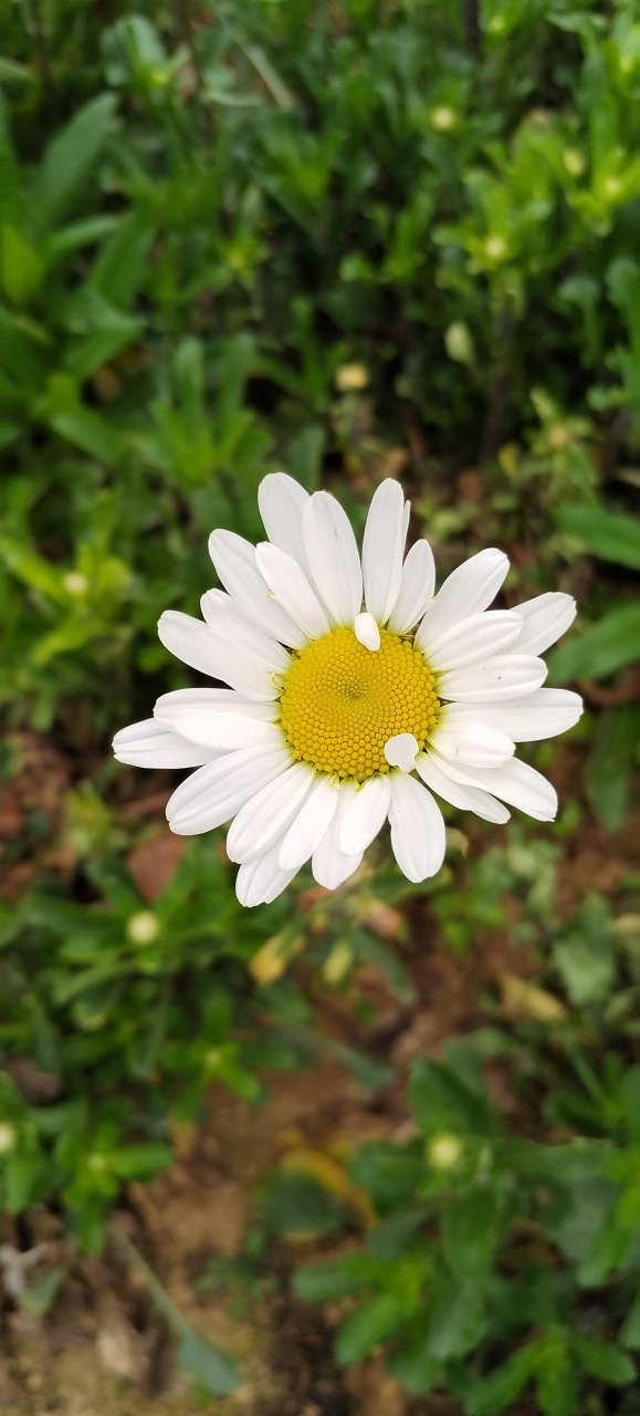 你要黄菊花还是白菊花? 昨天朋友过生日,是的,清明节过生日.