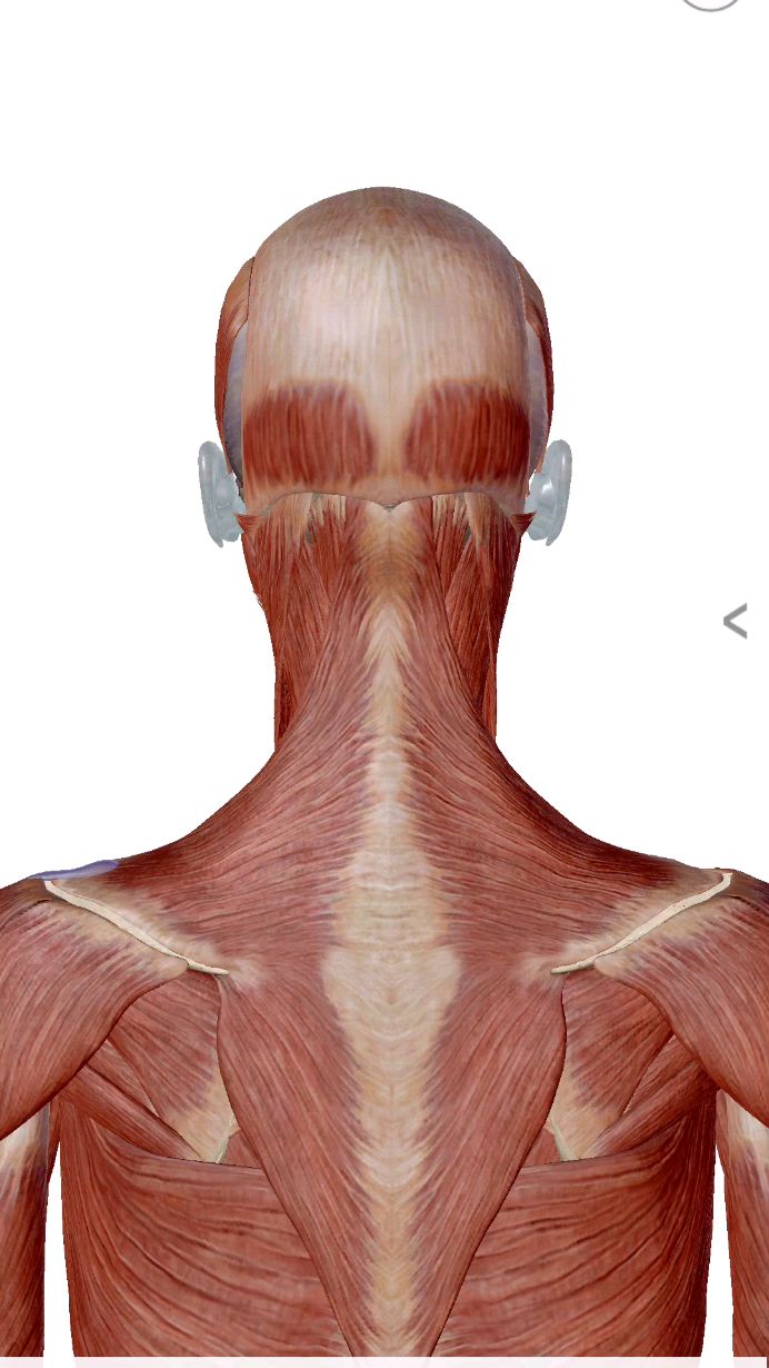 颈椎病人体解刨图!我头晕学了三年!学通了终身受益!