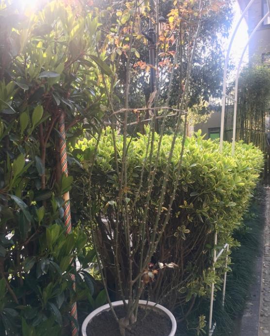 是肥伤还是移盆伤根了，还是其他的病虫害之类的？