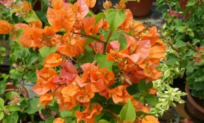 三角梅绿叶橙勤花吗