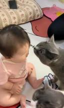 猫猫和人类幼崽的初次见面